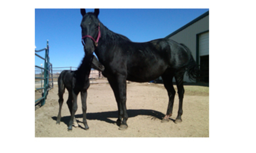 PHOTO: Sybil and Gambler (colt) rescued by Front Range Equine Rescue in Larkspur, CO.Courtesy:Front Range Equine Rescue.