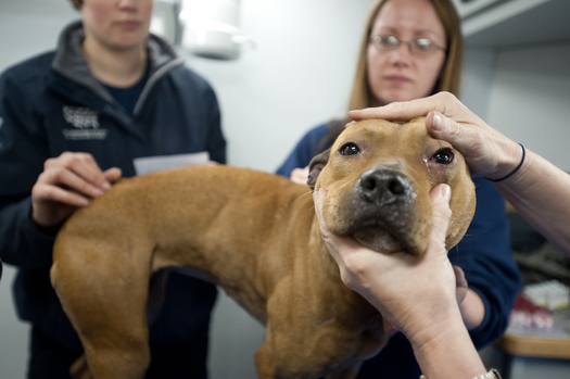 Photo: HSUS staff examines dog found in animal fighting bust. Courtesy: HSUS