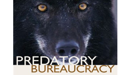 One Mexican Wolf Killed Two Pairs Transferred For Release - 