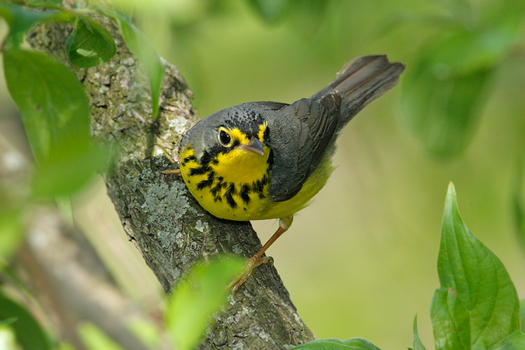 Birds that migrate through Maryland like the Canada Warbler are on the decline. Photo credit: Boreal Songbird Initiative