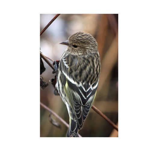 PHOTO: The pine siskin is often seen in Idaho backyards. About 37 percent migrate to the boreal forest to breed. Photo credit: Deborah C. Smith