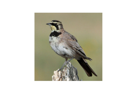 PHOTO: The horned lark is one of the birds that makes an appearance in Wyoming in the spring. Some stay to breed, with about 25 percent headed to Canada's boreal forest for breeding. Photo credit: Deborah C. Smith