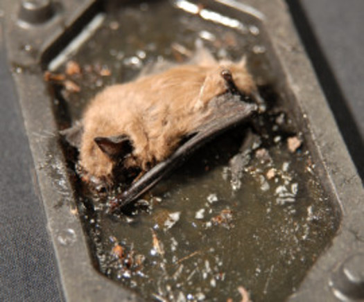 A dead bat stuck on a glue trap - the least humane method, says Humane Society of US.