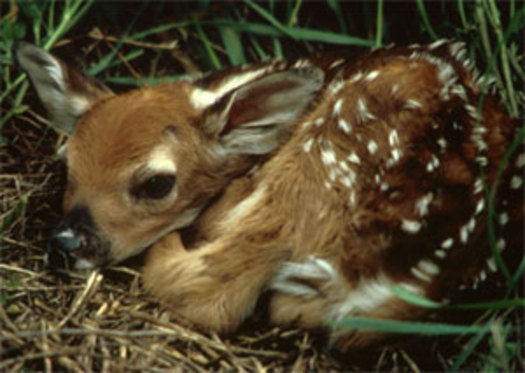 Photo: The Maryland Department of Natural Resources warns against approaching fawns. Photo credit: DNR