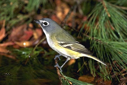 PHOTO: The Blue-Headed Vireo is one of the birds 