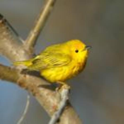 Birds that migrate through Maine, such as the Yellow Warbler, are threatened by changes to their nesting habitat in Canada. Photo credit: Boreal Songbird Initiative