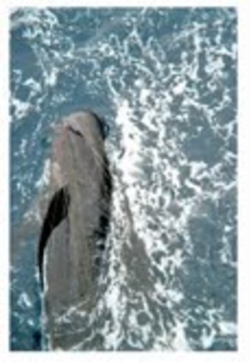 PHOTO: A pilot whale entangled in a drift gillnet. Fishermen use the massive nets to catch swordfish and thresher sharks, but other animals get caught in the nets and either drown or are tossed overboard. Photo courtesy of NOAA.