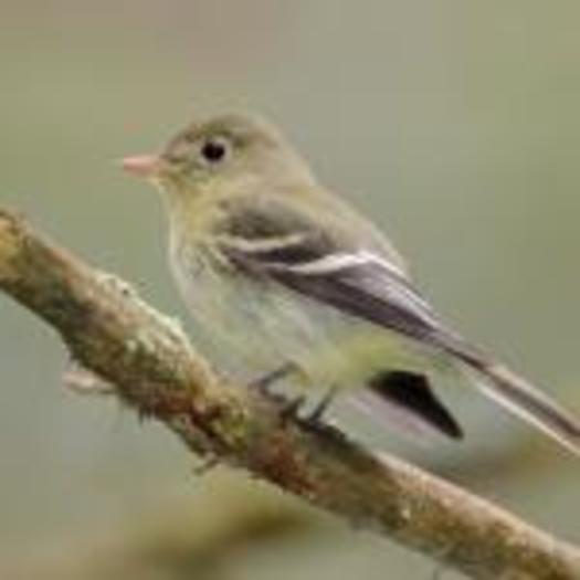 Birds that migrate through New York, such as the Yellow-Bellied Flycatcher, are threatened by changes to their nesting habitat in Canada. Photo credit: Boreal Songbird Initiative