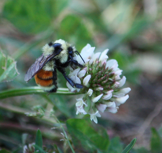 PHOTO: As honeybees continue to decline, native bees, including bumble bees, are being studied as a safety net for agriculture. Photo credit: Deborah C. Smith