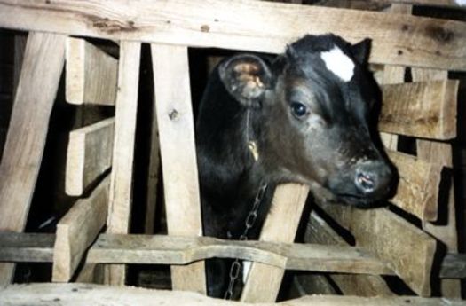 Animal Welfare Groups want veal & pig gestation crates banned in MA. Photo: HSUS.