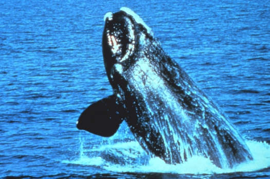 PHOTO: As Mid-Atlantic states develop wind energy, there are concerns about the protection of the critically-endangered North Atlantic right whale. Photo credit: NOAA.GOV