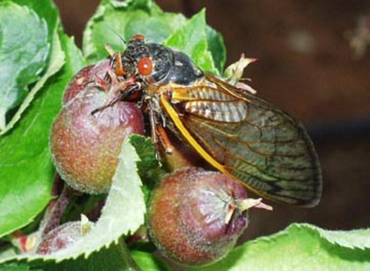PHOTO: A Virginia Tech entomologist says the cicada invasion likely won't be as forceful as expected this year. Photo Credit: Virginia Tech