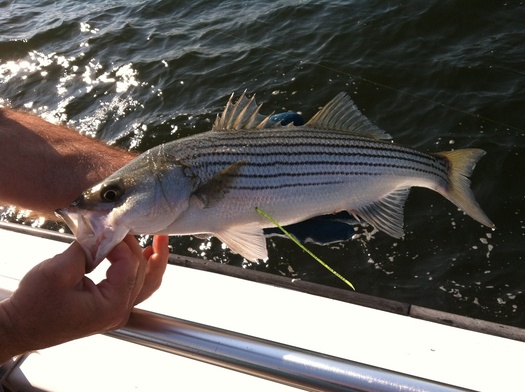 PHOTO: 200 stripped bass have been tagged and released into the Chesapeake Bay as part of the 2013 Maryland Fishing Challenge. Photo Credit: Department of Natural Resources