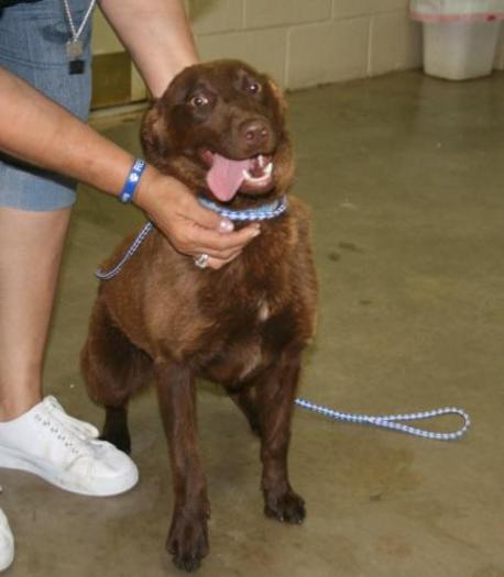 PHOTO: Brandy is a small to medium-sized chocolate bundle looking for a good home. CREDIT: Amarillo SPCA.
