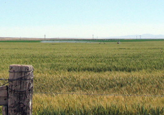 PHOTO: Wheat prices took a tumble after genetically modified wheat was found in a field in Oregon. Japan banned U.S. imports, and Montana exports much of its wheat to Japan. Photo credit: Deborah C. Smith