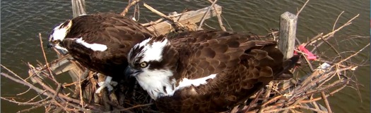 PHOTO: The Chesapeake Conservancy's Osprey Cam shows Tom and Audrey Osprey's life on the Bay. Photo Credit: The Chesapeake Conservancy