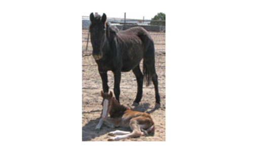 Homeless horses get a new chance at life thanks to animal advocates.  Ashanti and her just-born new colt at San Juan Sheriffs Posse Grounds in Farmington, NM on March 6, 2013.PHOTO Courtesy of Debbie Coburn.