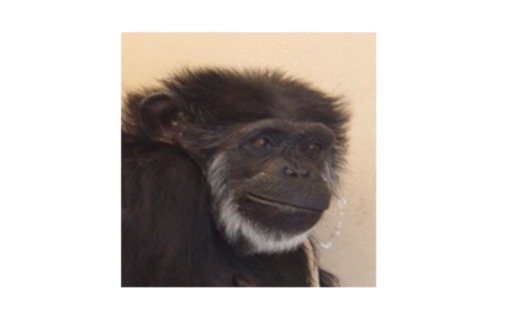 PHOTO: Flo, held in captivity most of her life, is now 55. A ruling to recognize all chimpanzees as endangered could mean retirement from lab testing in Alamogordo, New Mexico. Courtesy of NIH.