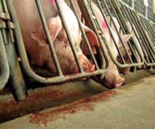 PHOTO: A proposed amendment to the federal Farm Bill would overturn Arizona's voter-approved ban on veal and pig gestation crates. CREDIT: Public News Service.