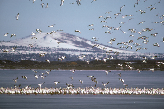 PHOTO: A new report says migratory birds are having a tough time adjusting to a changing climate. Klamath Nat'l. Wildlife Refuge water shortages are a combination of drought and multiple use pressures. Courtesy of U.S. Fish & Wildlife Service.