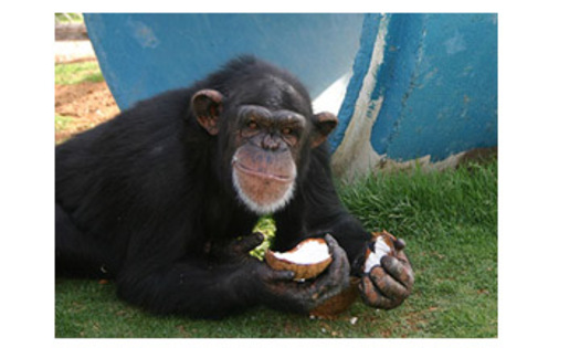 PHOTO: Pumpkin, a 24-year-old chimpanzee at the Alamogordo Primate Facility, loves coconuts and kiddie swimming pools. APF is a chimpanzee reserve where no research is conducted.Courtesy: N-I-H.