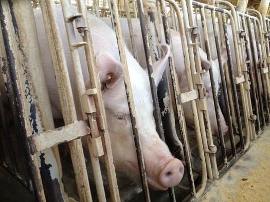 Pregnant pigs are confined in gestation crates too small to turn around in. Photo Credit: Humane Society of The United States