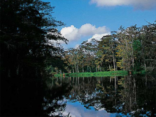 Photo: Fisheating Creek is a popular fishing and boating destination in south Florida. Courtesy: Earthjustice