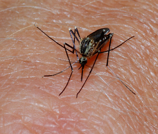 PHOTO: Those who will be celebrating July 4th with outdoor activities can expect to have plenty of company in the form of mosquitoes. Credit: Dr. Relling.