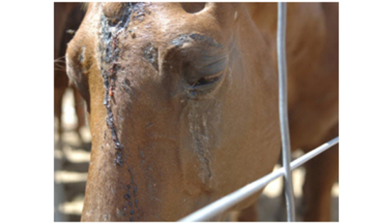 PHOTO: American horses are held in export pens in Texas and New Mexico before transported to slaughter in Mexico. This American horse was most likely injured during transport. American horses are kept in a holding pen in San Jer�nimo Mexico, just over the New Mexico border. Courtesy Kathy Milani, for HSUS.