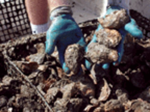 Photo: The Virginia Dept. of Health is investigating an oyster harvesting site on Fisherman's Island, after three people became sick eating raw oysters. Photo credit: Virginia Dept. of Environmental Quality