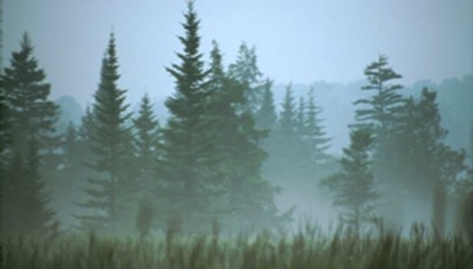 PHOTO: All sorts of people from many walks of life are collaborating to restore West Virginia's spruce forests. Photo courtesy of the Central Appalachian Spruce Restoration Initiative (CASRI). 