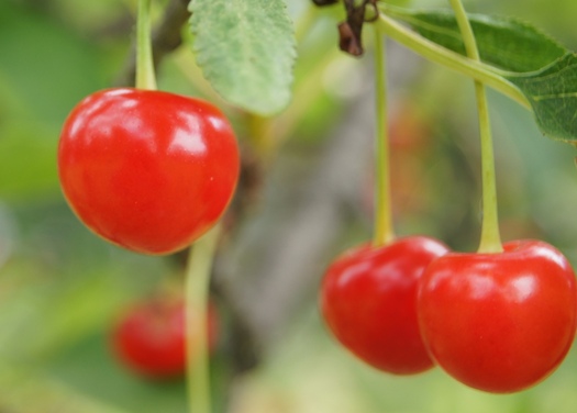 PHOTO: Michigan cherries are a popular favorite at Michigan farmer's markets. Some say the current version of the Farm Bill could hurt the ability of the poor to buy healthy fruits and vegetables. Photo credit: Rob South