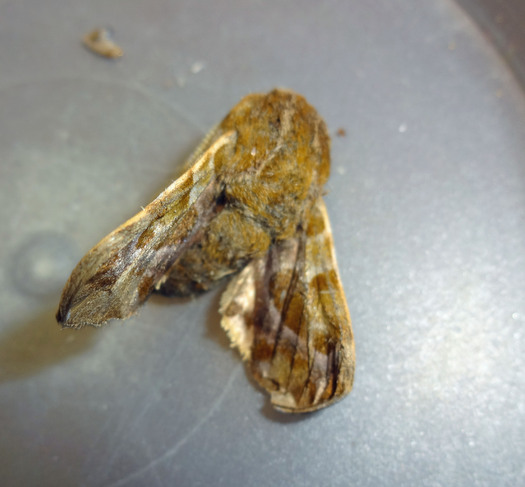 PHOTO: A backyard adventure is waiting this weekend, as National Moth Week wraps up. Montana kids are encouraged to spend time outdoors mothing  using lights at night to attract moths and count up how many they can find. A hawk moth is pictured. Photo credit: Deborah C. Smith