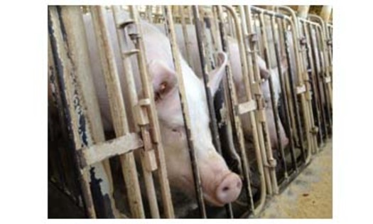 PHOTO: Sows lined up in crates. An undercover HSUS investigation in spring 2012 revealed cruelty and unsanitary conditions at a Wyoming pig breeding facility owned by a pork supplier. Courtesy of HSUS.