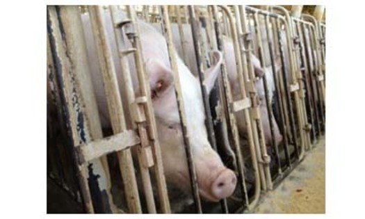PHOTO: Sows lined up in crates. An undercover HSUS investigation in spring 2012 revealed cruelty and unsanitary conditions at a Wyoming pig breeding facility owned by a pork supplier. Courtesy of HSUS.