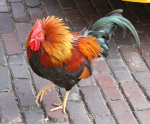 PHOTO: The proposed Farm Bill includes a crackdown on cockfighting, an illegal activity in which Kentucky is known as a hub. Courtesy HSUS.