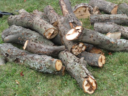 This is damage from the Asian long-horned beetle, which bores holes and tunnels into hardwood, eventually killing the tree. (Photo courtesy USDA)