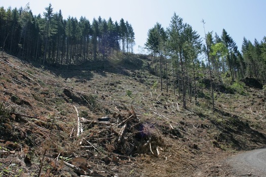 PHOTO: Conservation groups are concerned that more timber harvest on O&C lands won't leave much to look at or enjoy. This is part of the Buck Creek timber sale in Douglas County. Photo credit: Chandra LaGue