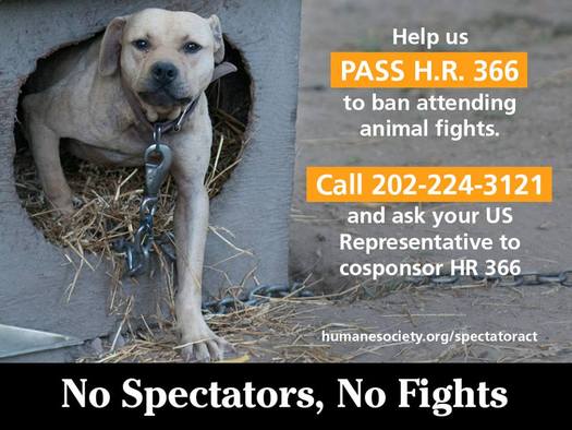 PHOTO: The Humane Society of the United States is trying to build support for legislation to make it a crime to attend an animal fight. Photo credit: HSUS