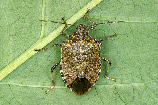 PHOTO: Organic farmers are finding few effective weapons for wiping out this year's bumper crop of stink bugs. Photo credit: http://njaes.rutgers.edu/