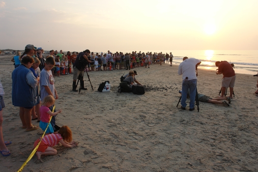 PHOTO: A crowd gathered to watch the release of baby sea turtles at Padre Island National Seashore. Credit: National Park Service