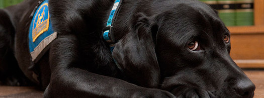 PHOTO: Molly B, a service dog from the Courthouse Dogs Foundation in Washington state, will be in Little Rock next week, and her visit might spark a program to bring her kin to Arkansas to help abused children going through the legal system. Courtesy of the Courthouse Dogs Foundation.