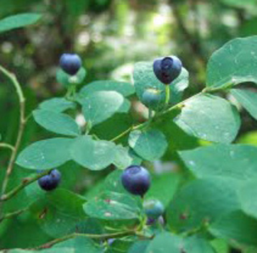 PHOTO: Its huckleberry season in Wyoming, and people arent the only ones looking for the sweet treats  bears love them, too, so harvesters need to be 