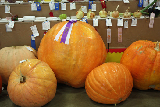 PHOTO: Big pumpkins and big ideas. AARP Iowa has set up a 'listening' post at the Iowa State Fair to gather ideas about the future of Medicare and Social Security. Photo credit: Deborah C. Smith
