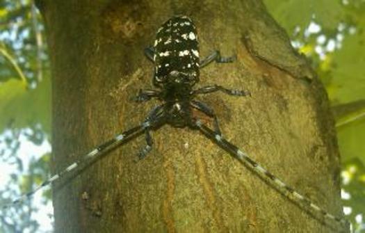 PHOTO:  August is a peak time of emergency for the Asian Longhorn beetle, an invasive pest with no known natural predators found investing trees in five states, including Ohio. Photo of Asian Longhorn Beetle. Credit:Ohio Department of Agriculture.