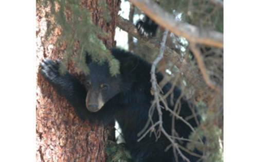 Bears in the Sandia Mountains are entering towns looking for food during the long New Mexico drought.Courtesy of: Jim Robertson.