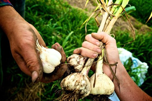 PHOTO: Agriculture is a $46 billion industry in Washington, and a new report says it would continue to boom with immigration reform. Photo courtesy National Young Farmers Coalition.