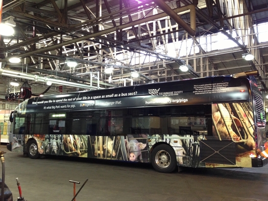Photo: HSHS bus wrap ads publicizing gestation crate concerns in Washington, DC. Courtesy: HSUS