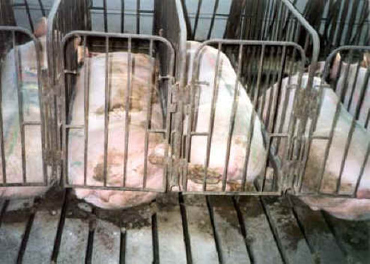 Tyson still using pig gestation crates - considered by many to be extremely inhumane. Photo Credit: Farm Sanctuary.