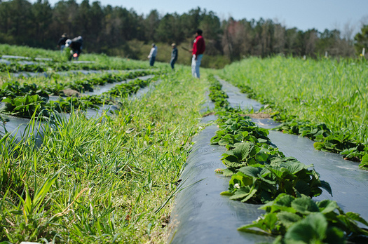 Photo: Strawberry fields at Cottle Organics in Rose Hill. Courtesy: Cottle Organics